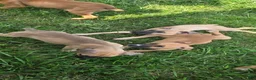 Cane Corso dogs for sale: Alonso & Rocco  - Ad 7