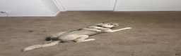 Siberian Husky dogs for sale: Siberian Husky 1 - Ad 5