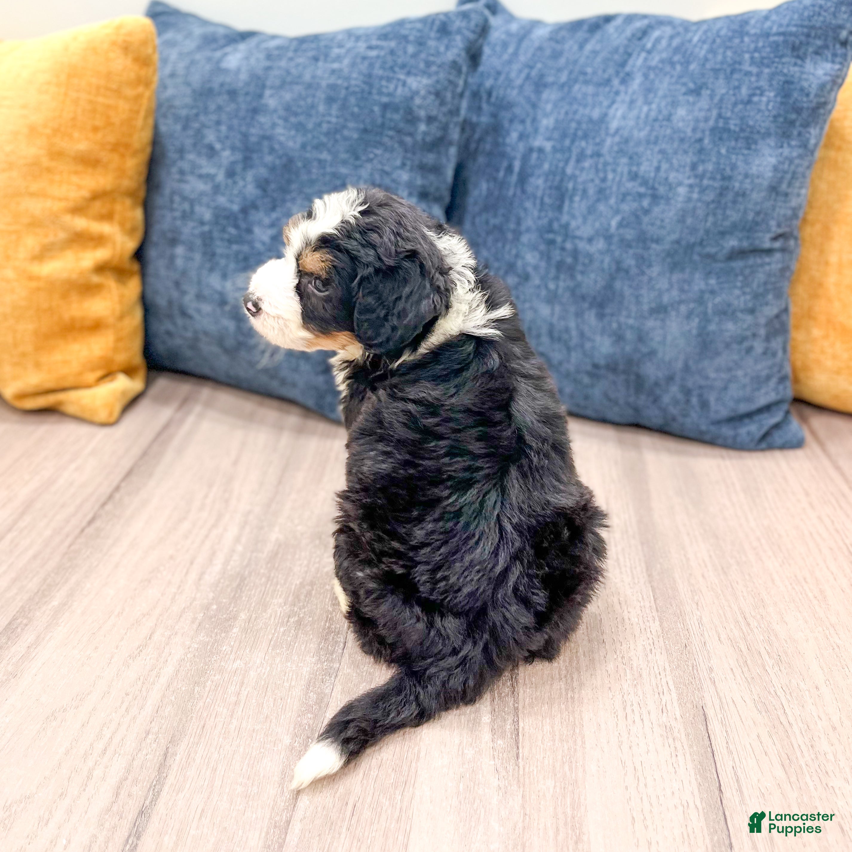 Mini Bernedoodle dogs for sale: Blaze - Ad 6