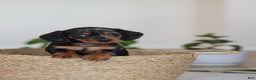 Miniature Dachshund dogs for sale: Ivy - Ad 10