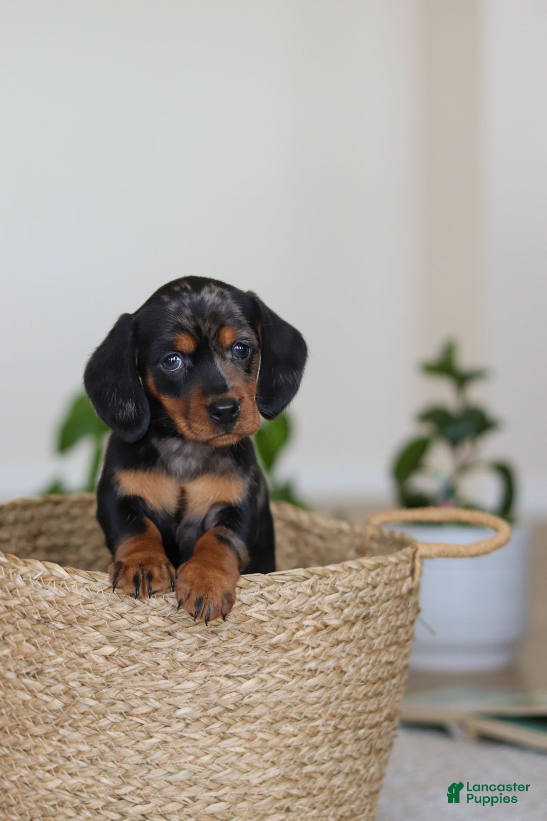 Miniature Dachshund dogs for sale: Ivy - Ad 10
