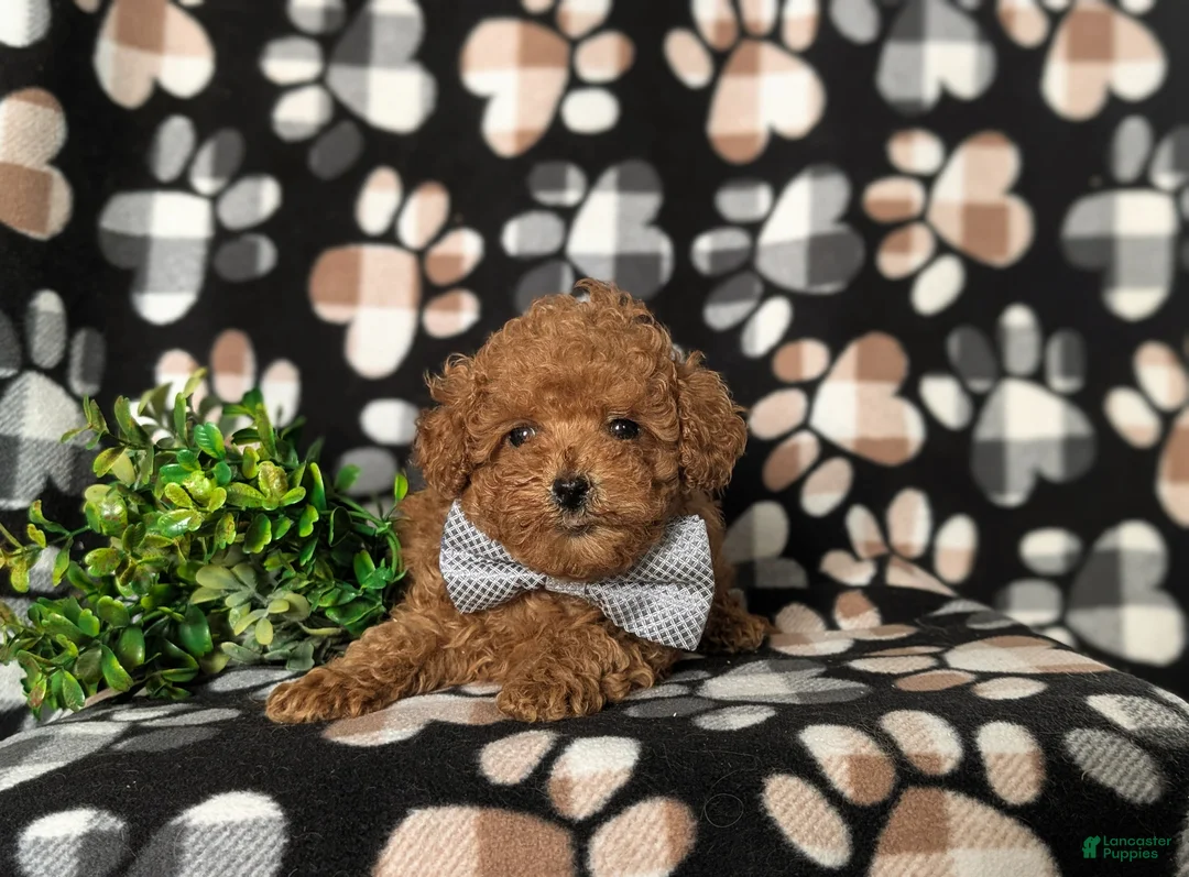 Toy Poodle dogs for sale: Eli 7 lbs Full Grown - Ad 5