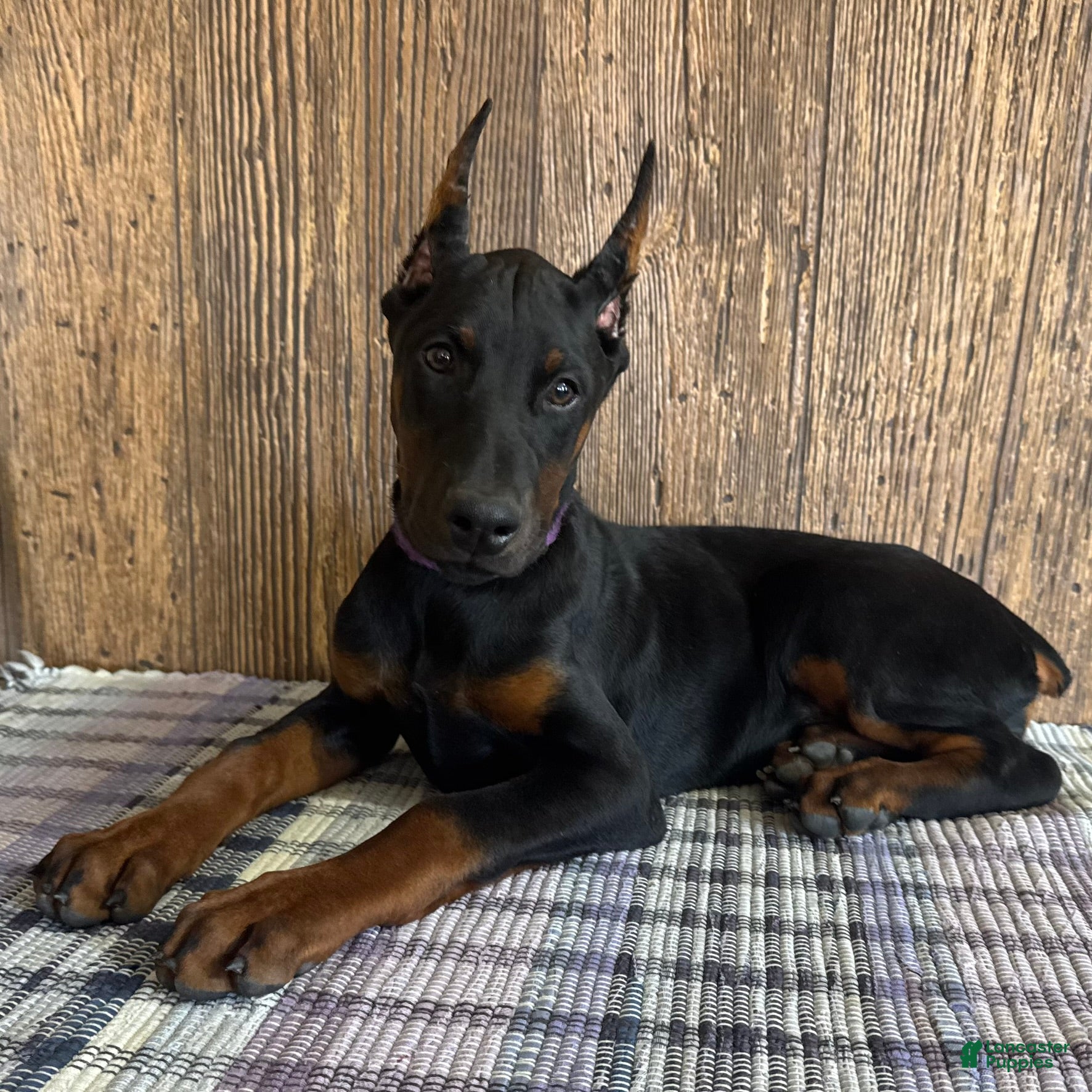 Doberman Pinscher dogs Violet - Ad 22