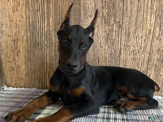 Doberman Pinscher dogs Violet - Ad 22