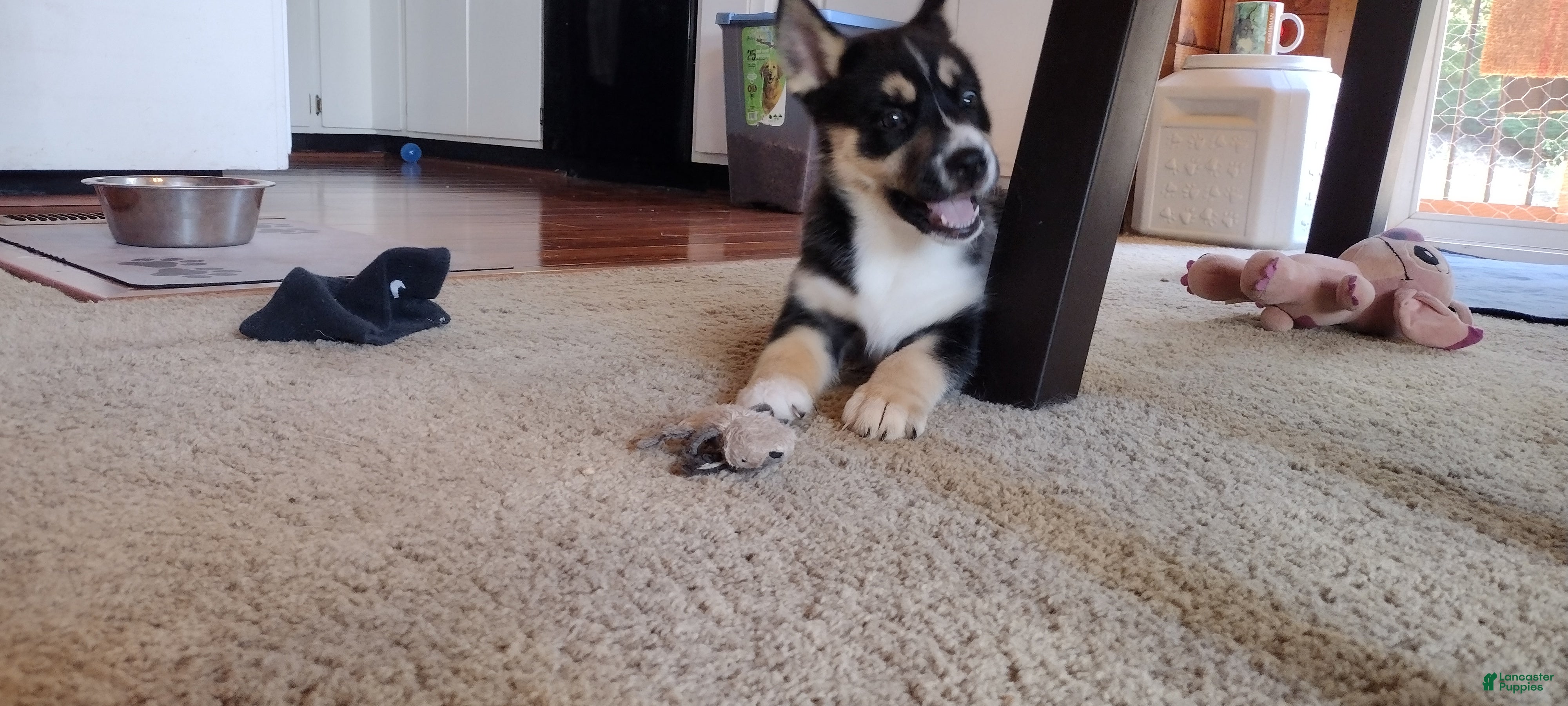 Gerberian Shepsky dogs Star - Ad 2