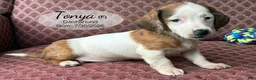 Dachshund dogs for sale: Tonya - Ad 1