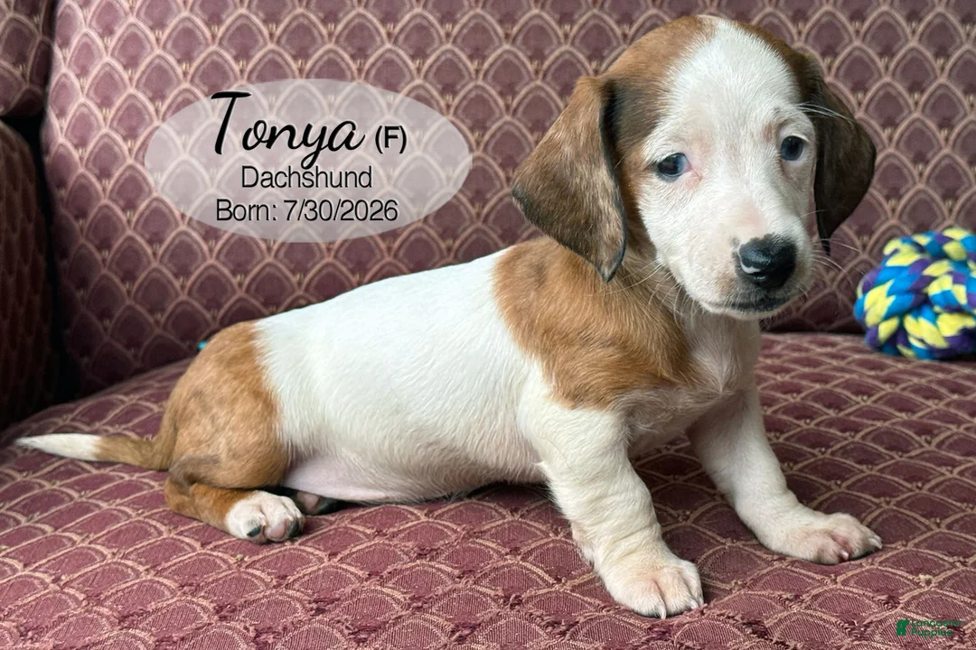 Dachshund dogs for sale: Tonya - Ad 1