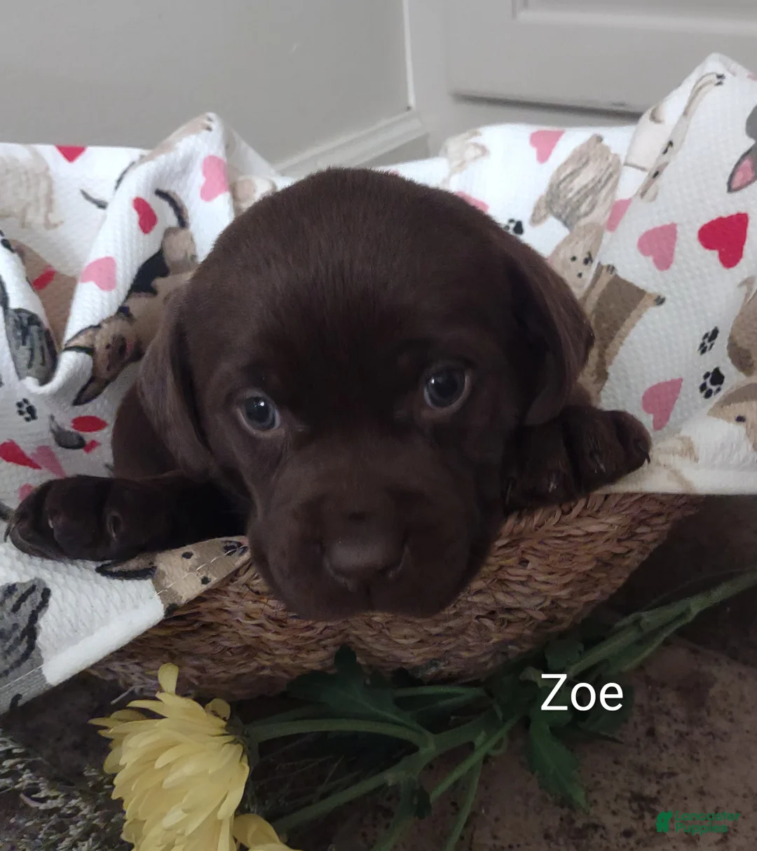 Labrador Retriever dogs for sale: Zoe - Ad 2
