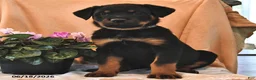 Rottweiler dogs for sale: Abby - Ad 3