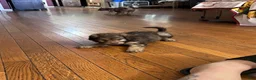 Aussiedoodle dogs for sale: Aussiedoodle 3 - Ad 4