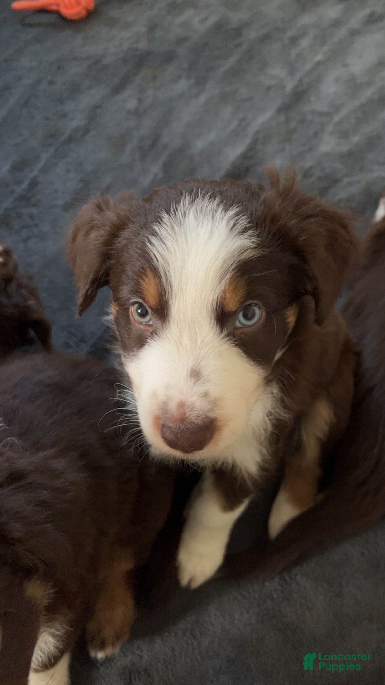 Australian Shepherd dogs Thorn - Ad 30