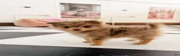 Pomeranian dogs for sale: Fallon  - Ad 4