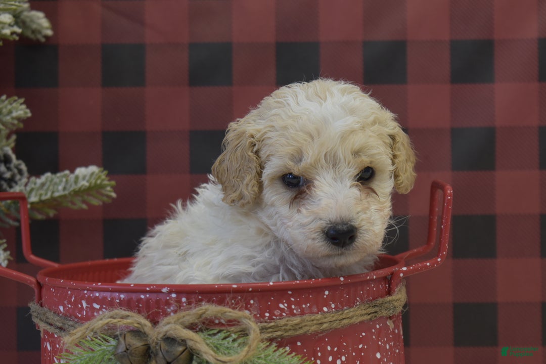 Miniature Poodle dogs for sale: Matt - Ad 4