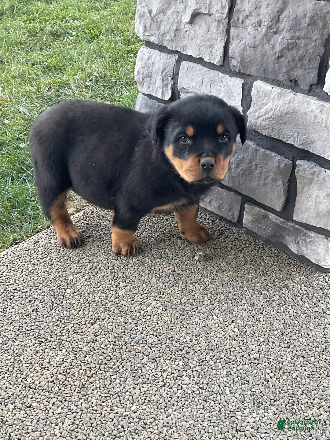 Rottweiler dogs for sale: Rottweiler Puppy 1 - Ad 4