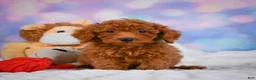 Cavapoo dogs for sale: Duke - Ad 3