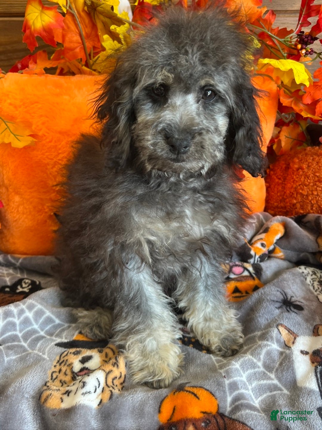 Cockapoo dogs for sale: Tessa - Ad 1