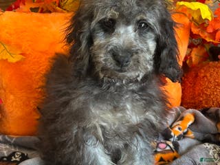 Cockapoo dogs Tessa - Ad 25