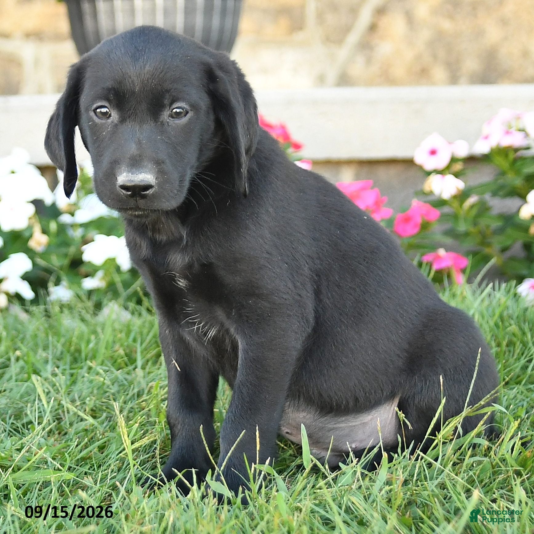 Labrador Retriever dogs Gus - Ad 2