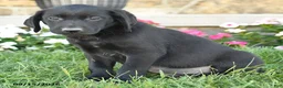 Labrador Retriever dogs for sale: Gus - Ad 2