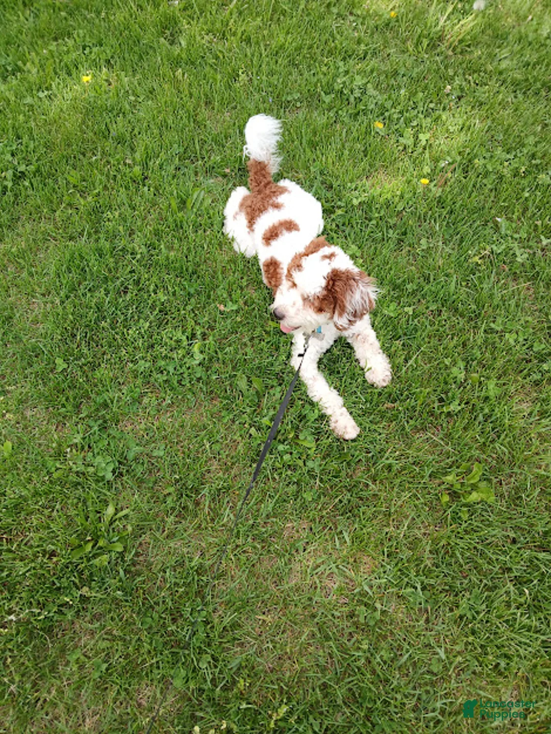 Other breed dogs for sale: smokey - Ad 4