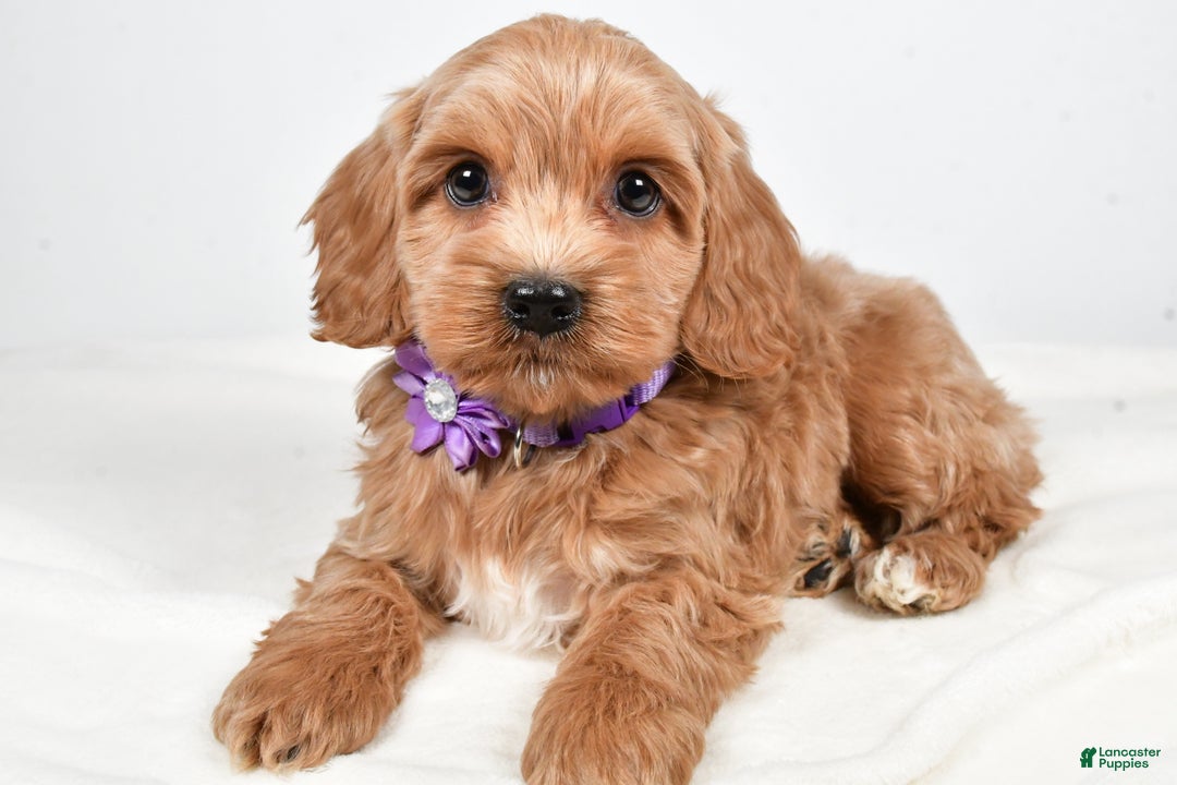 Cockapoo dogs for sale: Cookie - Ad 2
