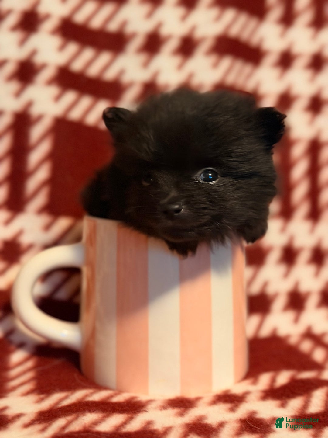 Pomeranian dogs for sale: Nanners - Ad 3