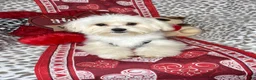 Maltese dogs for sale: Lemon - Ad 6