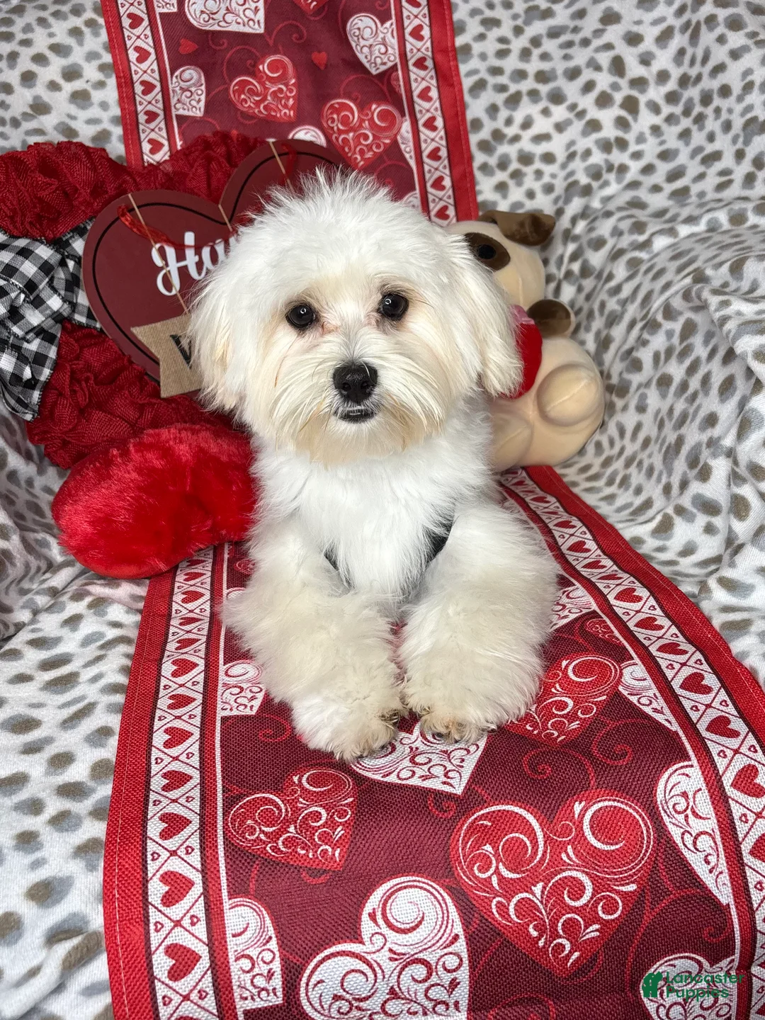 Maltese dogs for sale: Lemon - Ad 6