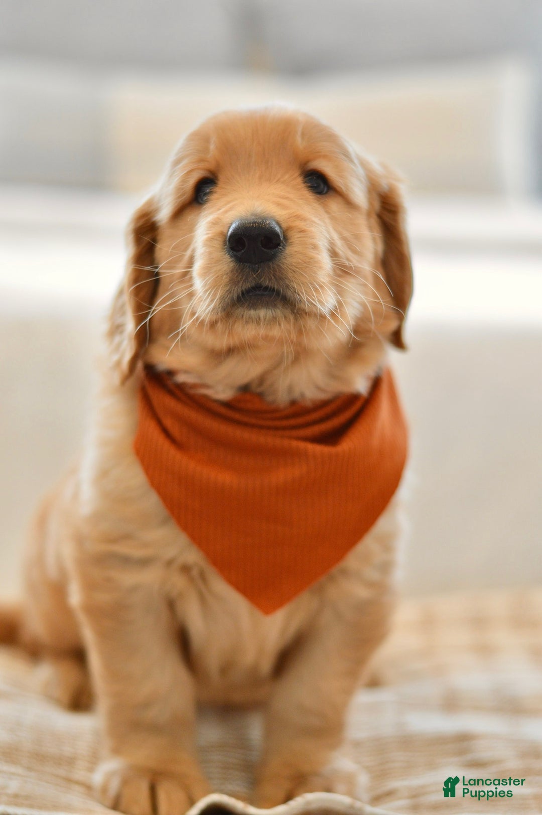 Golden Retriever dogs for sale: Curly - Ad 8