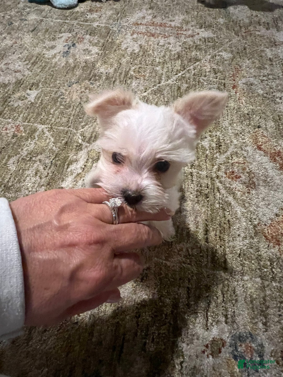 Yorkshire Terrier dogs for sale: Yorkshire Terrier Puppy 1 - Ad 4