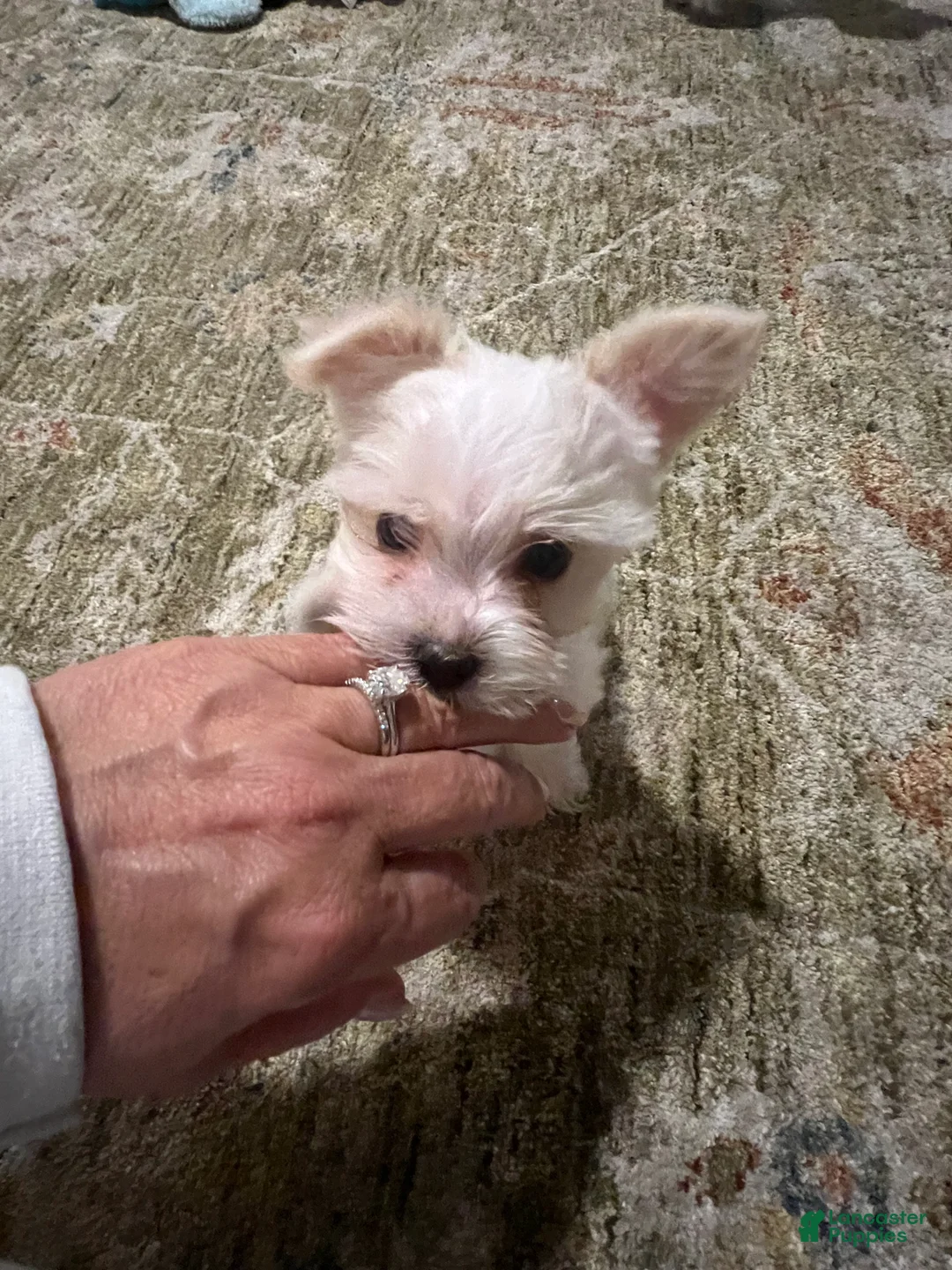 Yorkshire Terrier dogs for sale: Yorkshire Terrier Puppy 1 - Ad 4