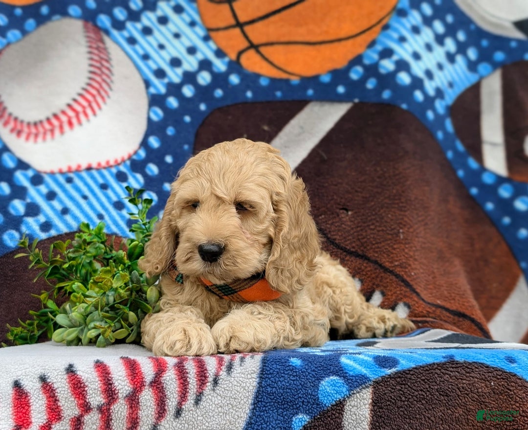 Cockapoo dogs for sale: Leon - Ad 17