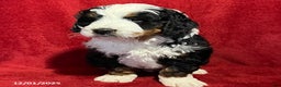 Mini Bernedoodle dogs for sale: Gunner - Ad 2