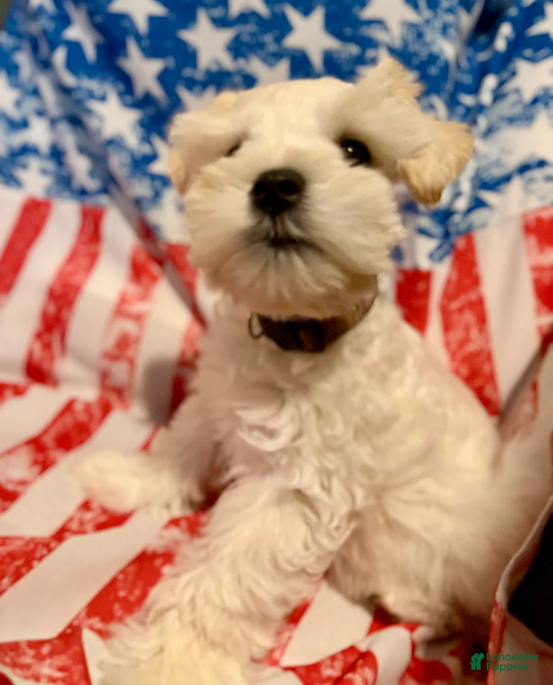 Miniature Schnauzer dogs for sale: Revere - Ad 1