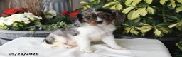 Cavalier King Charles Spaniel dogs for sale: Jenny - Ad 3