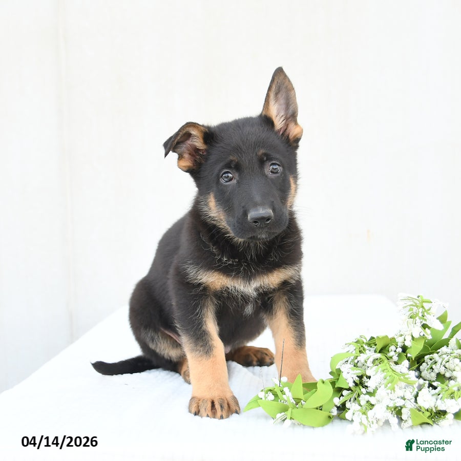German Shepherd dogs Drake - Ad 1