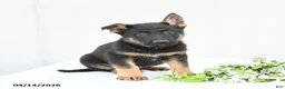German Shepherd dogs for sale: Drake - Ad 1