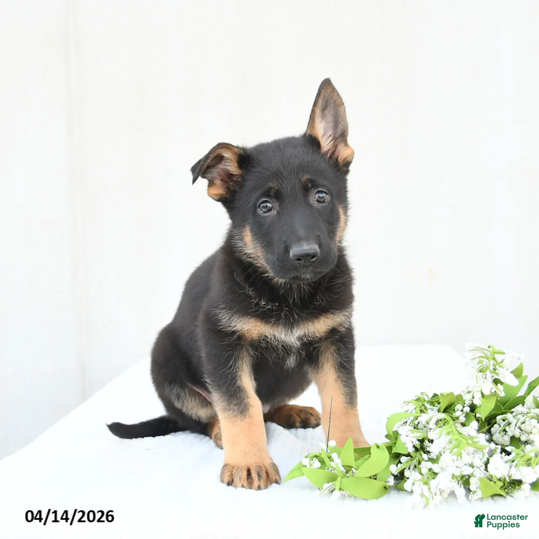 German Shepherd dogs for sale: Drake - Ad 1