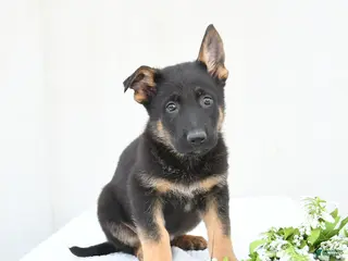 German Shepherd dogs for sale: Drake - Ad 4