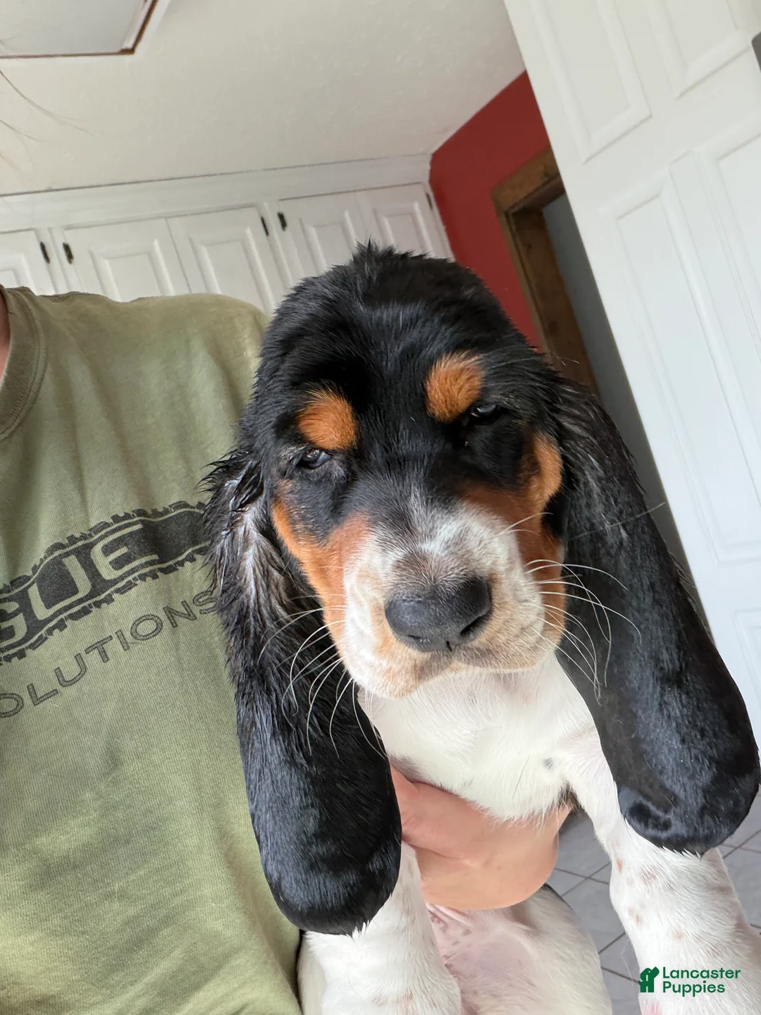 Basset Hound dogs for sale: Shania - Ad 1