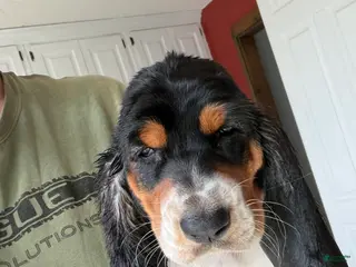 Basset Hound dogs Shania - Ad 14