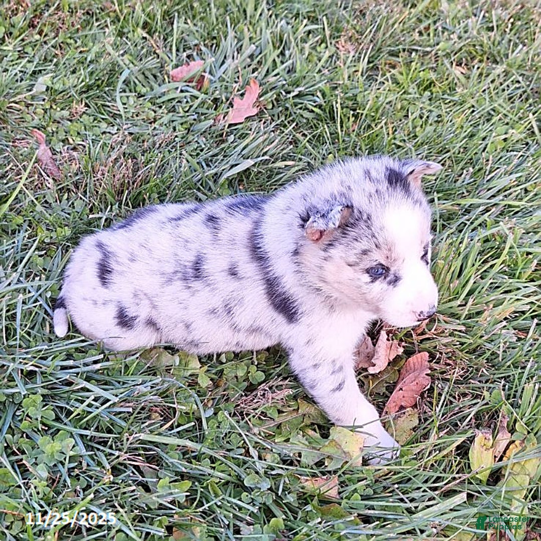 Gerberian Shepsky dogs for sale: Bailey - Ad 2