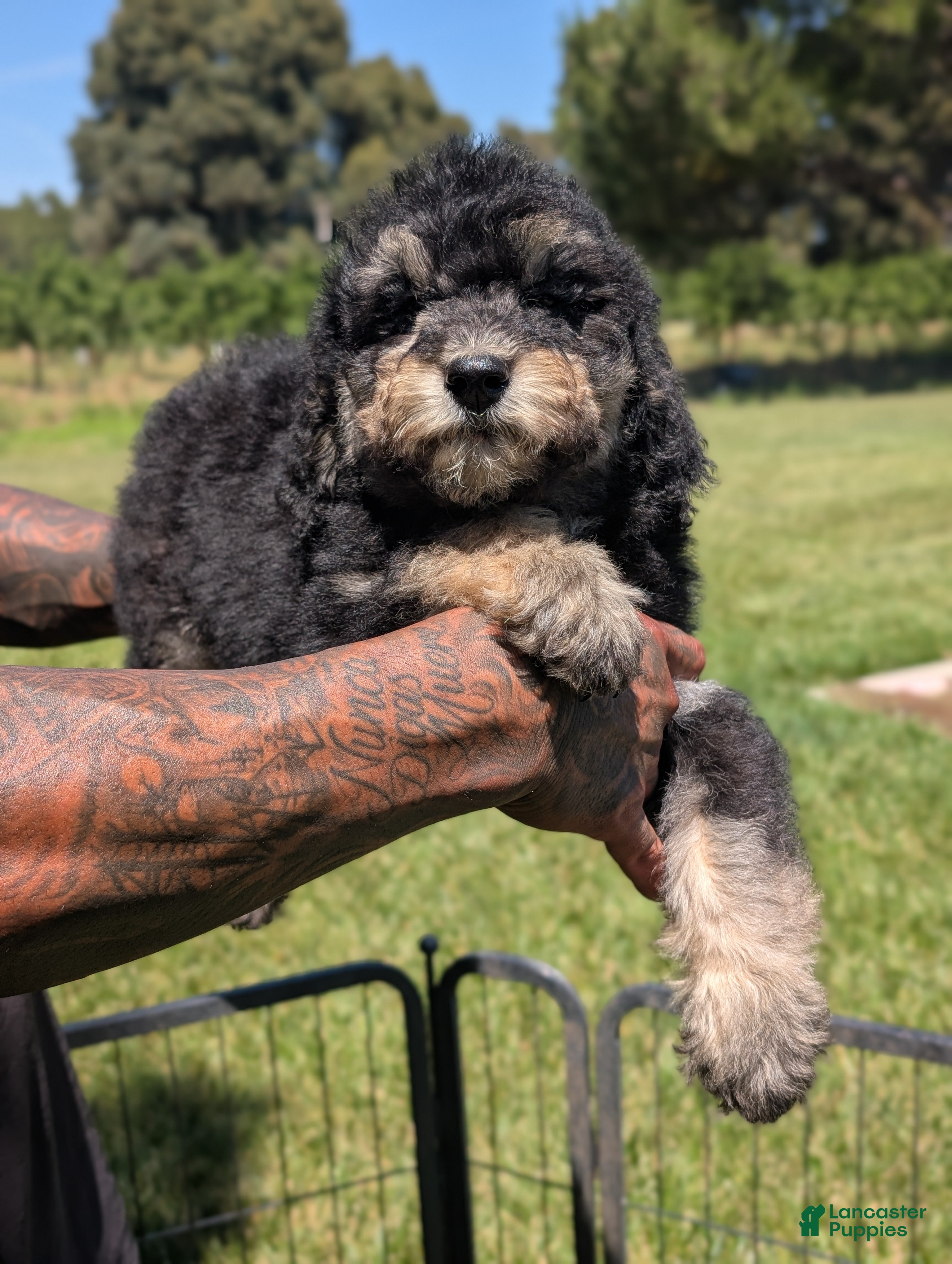 Mixed Breed dogs Cedar - Ad 1