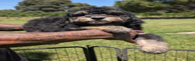 Cedar