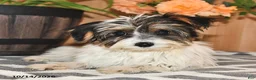 Mixed Breed dogs for sale: Amy - Ad 5