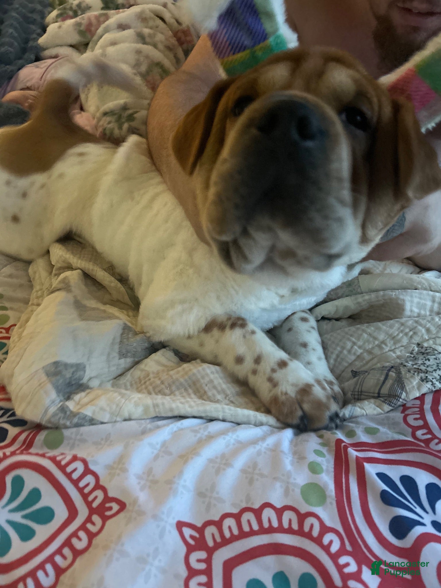 Mixed Breed dogs Mixed Breed 1 - Ad 2