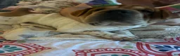 Mixed Breed dogs for sale: Mixed Breed 1 - Ad 1