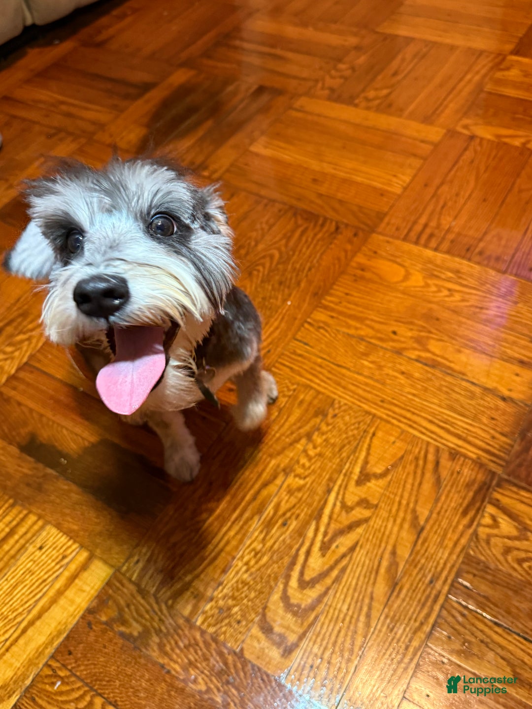 Miniature Schnauzer dogs for sale: BELLA - Ad 7