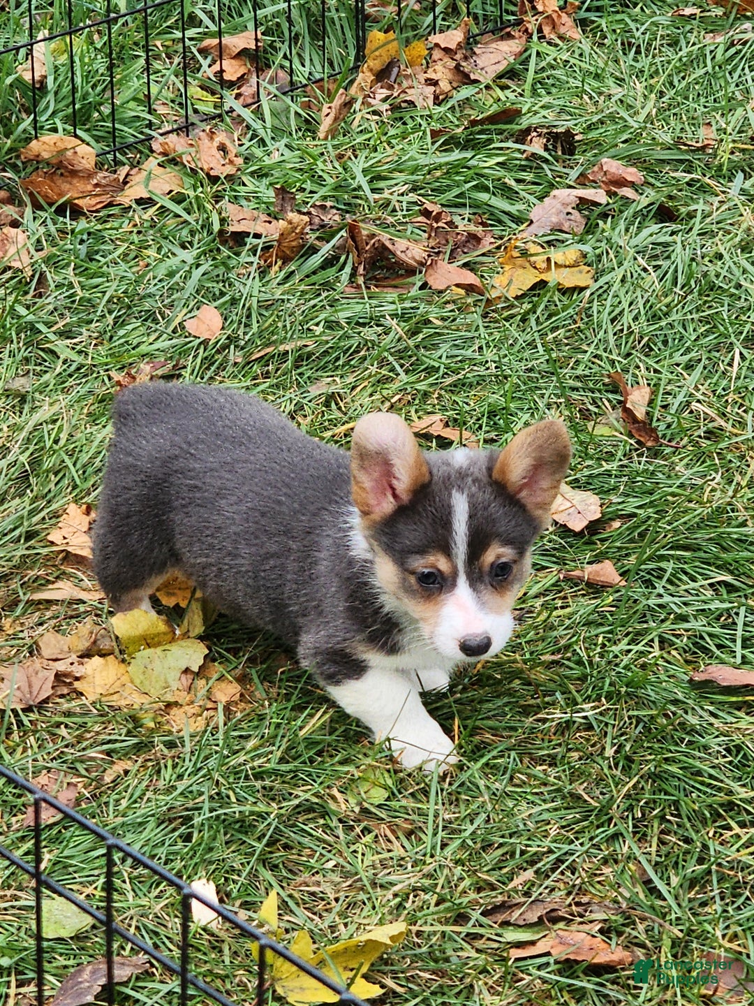 Welsh Corgi Pembroke dogs for sale: Annie Bluie  - Ad 14