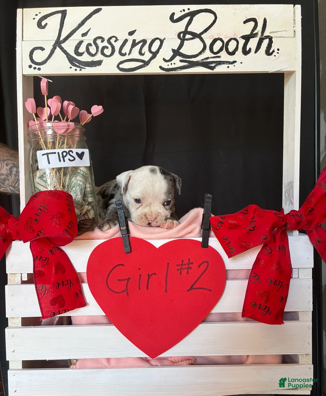 Olde English Bulldogge dogs for sale: Olde English Bulldogge Puppy 8 - Ad 11